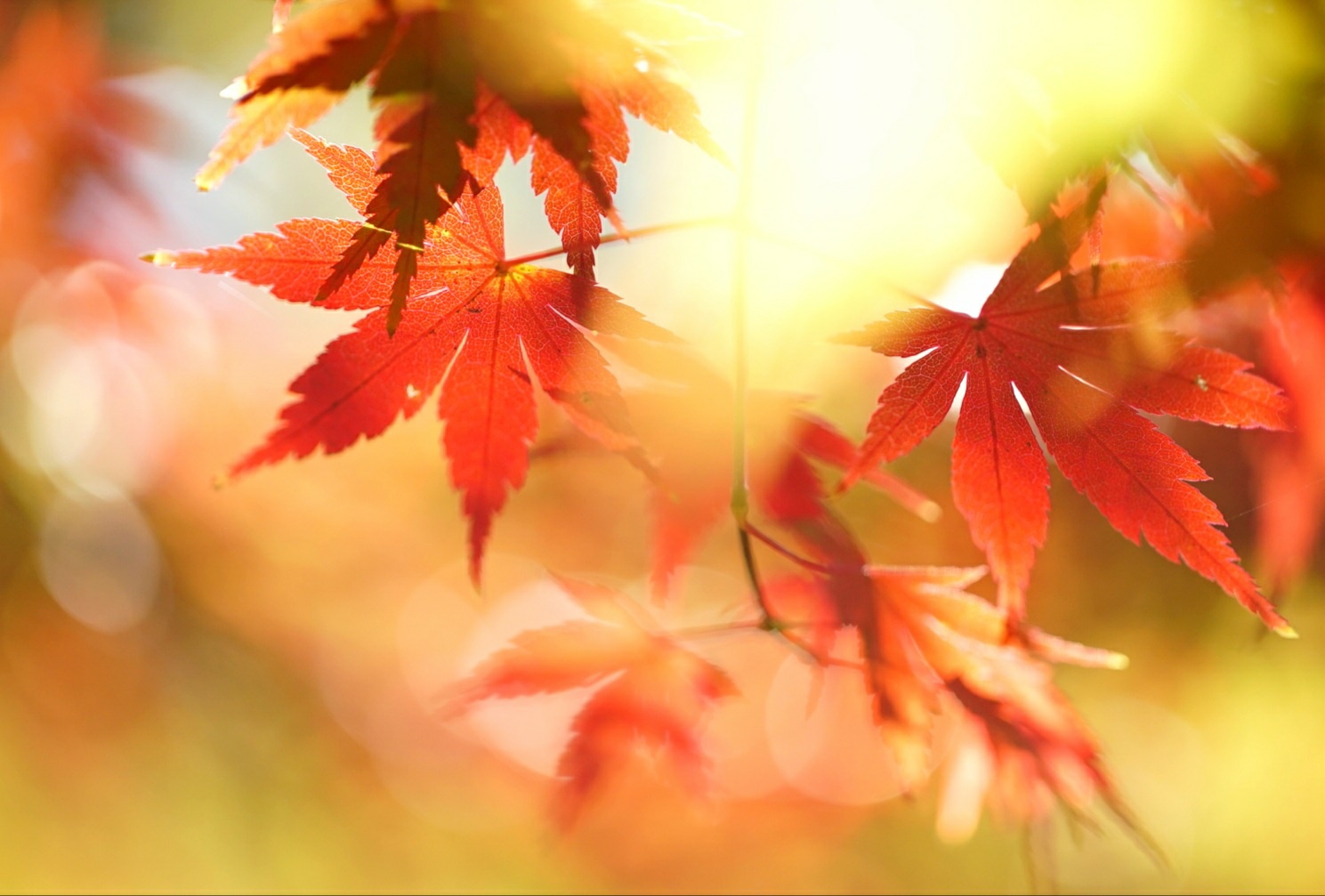 サムネイル「奥日光竜頭の滝」